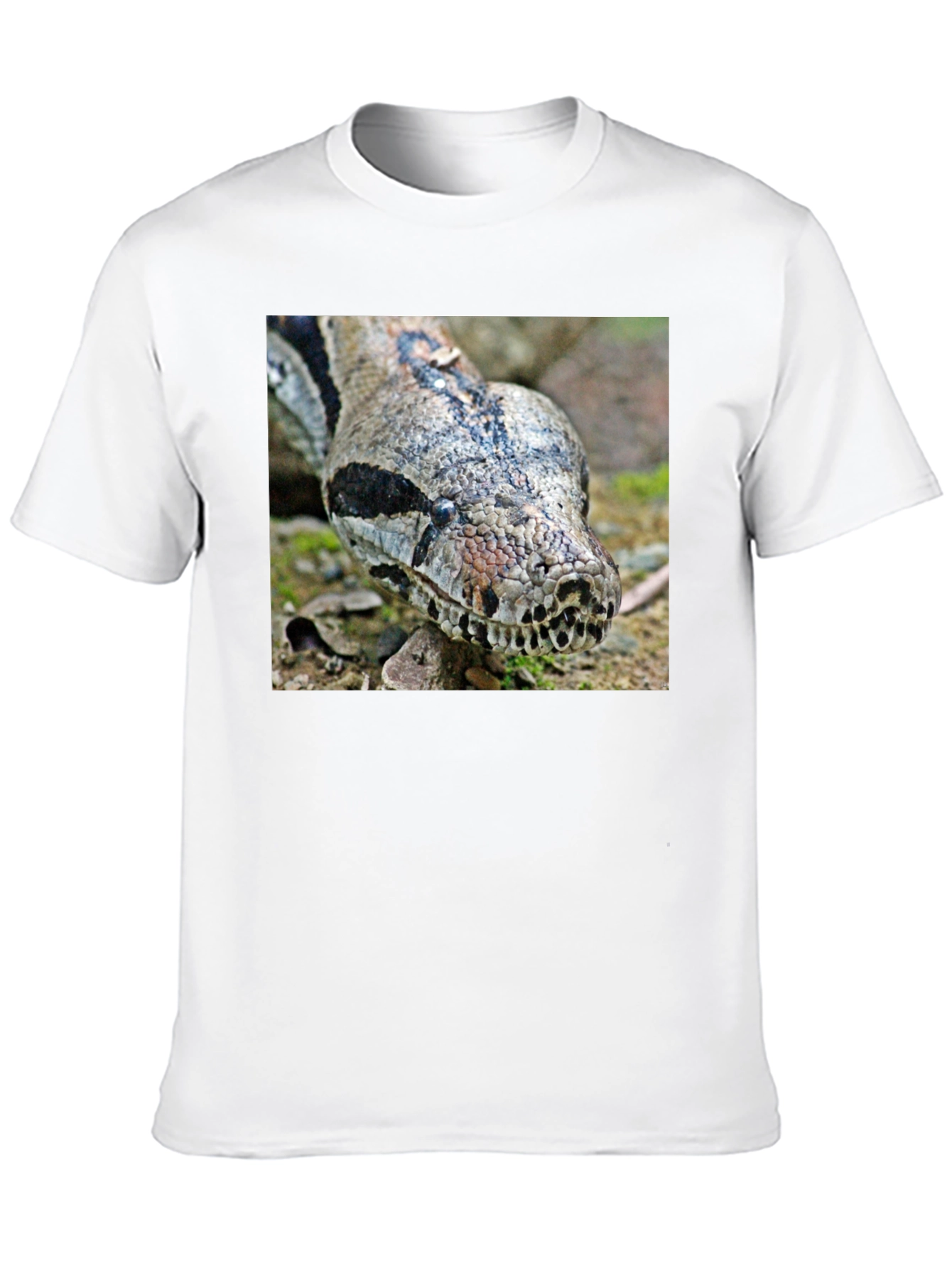 Boa Constrictor Graphic Tee - Reptile Lover