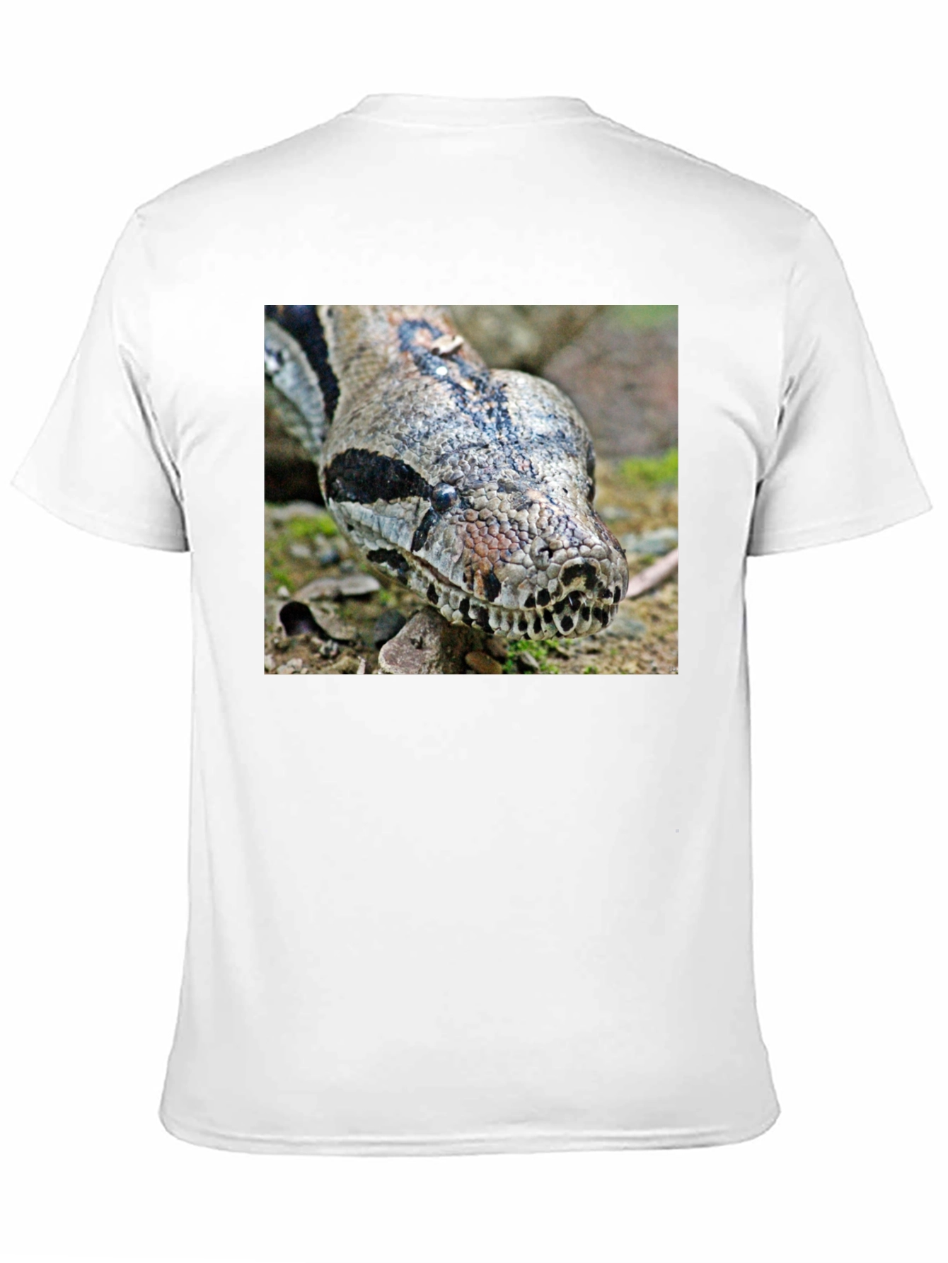 Boa Constrictor Graphic Tee - Reptile Lover